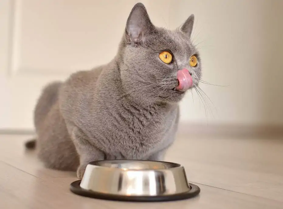 Chats qui se font des câlins