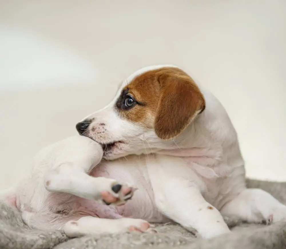 Problème chez le chien de peau et pelage : le rôle de l'alimentation