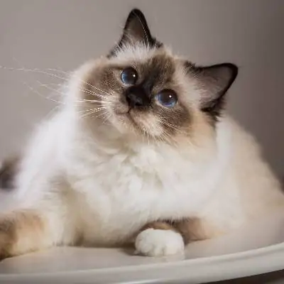 Animodream, alimentation et accessoires pour chat
