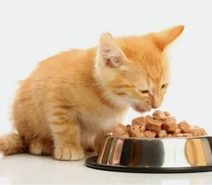 Alimentation pour chaton