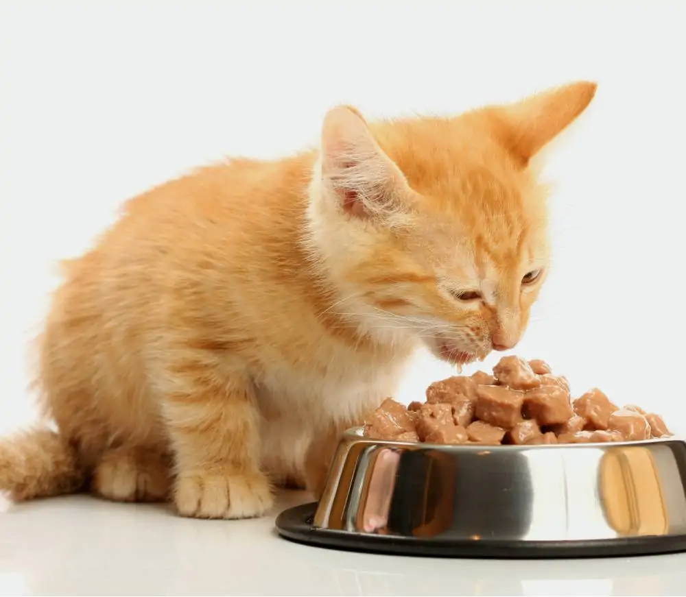 Alimentation pour chaton