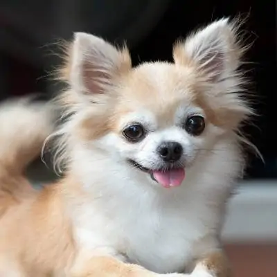 AnimoDream, alimentation et accessoires pour chien