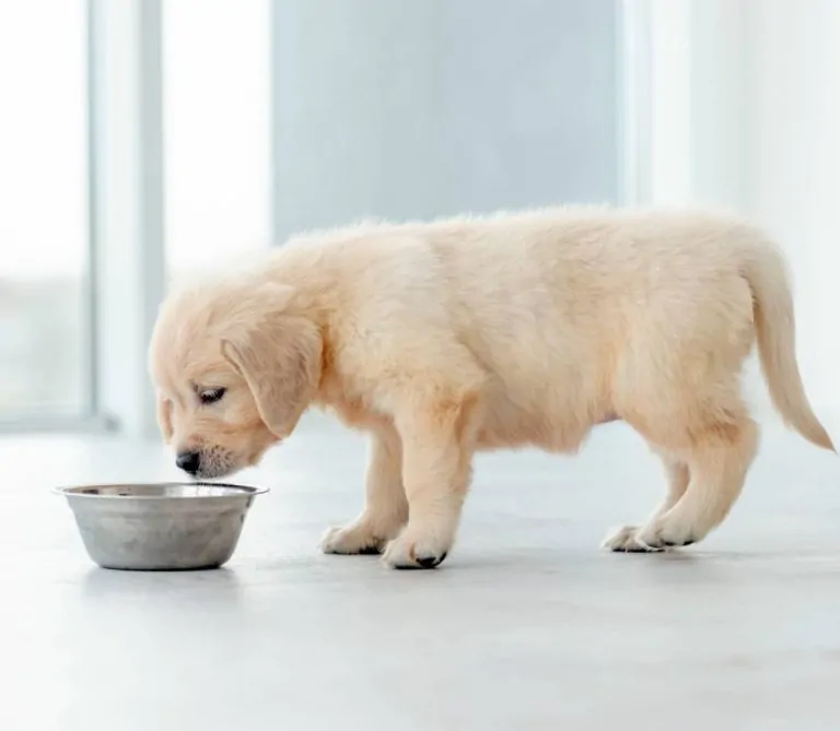 Alimentation chiot : comment la choisir