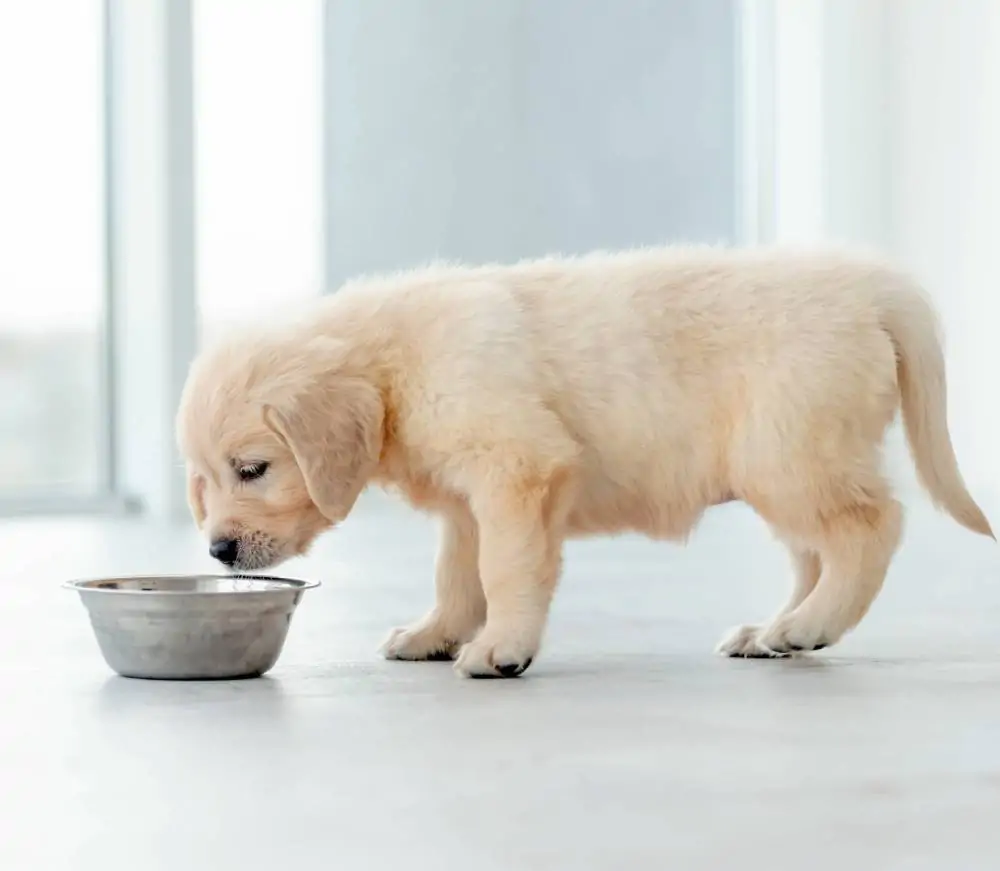 Alimentation chiot : comment la choisir