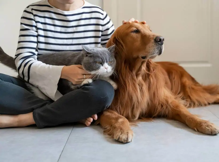Chats qui se font des câlins