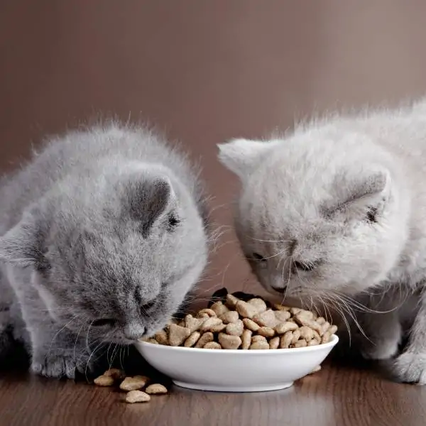 Chat difficile, il n'aime pas son alimentation
