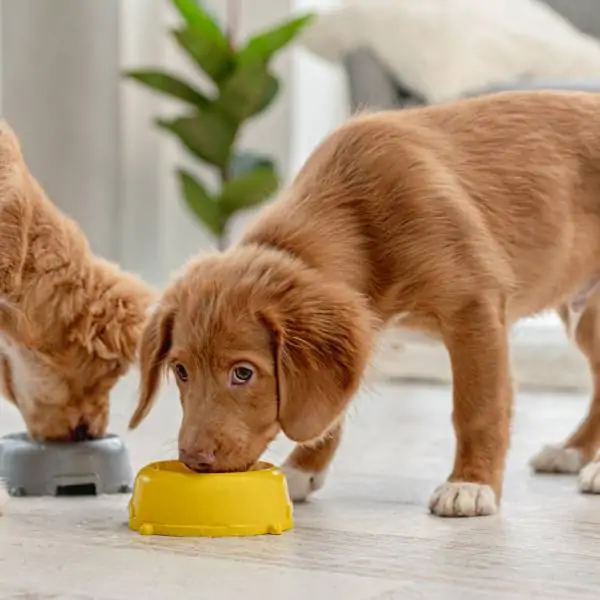 Chat difficile, il n'aime pas son alimentation