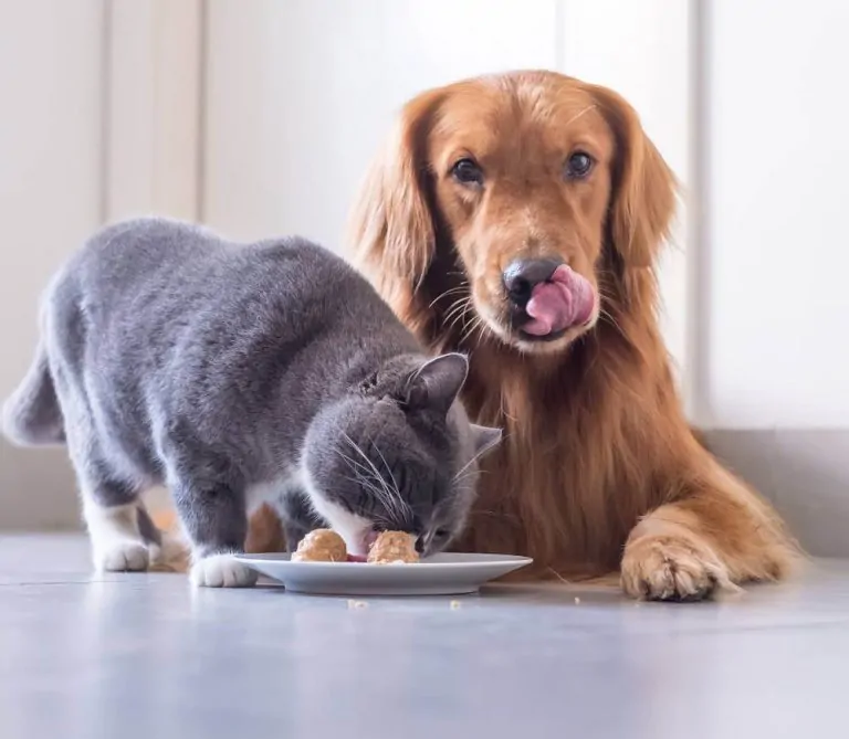 Choisir l'alimentation de son chien et chat chez Animodream près d'Amiens